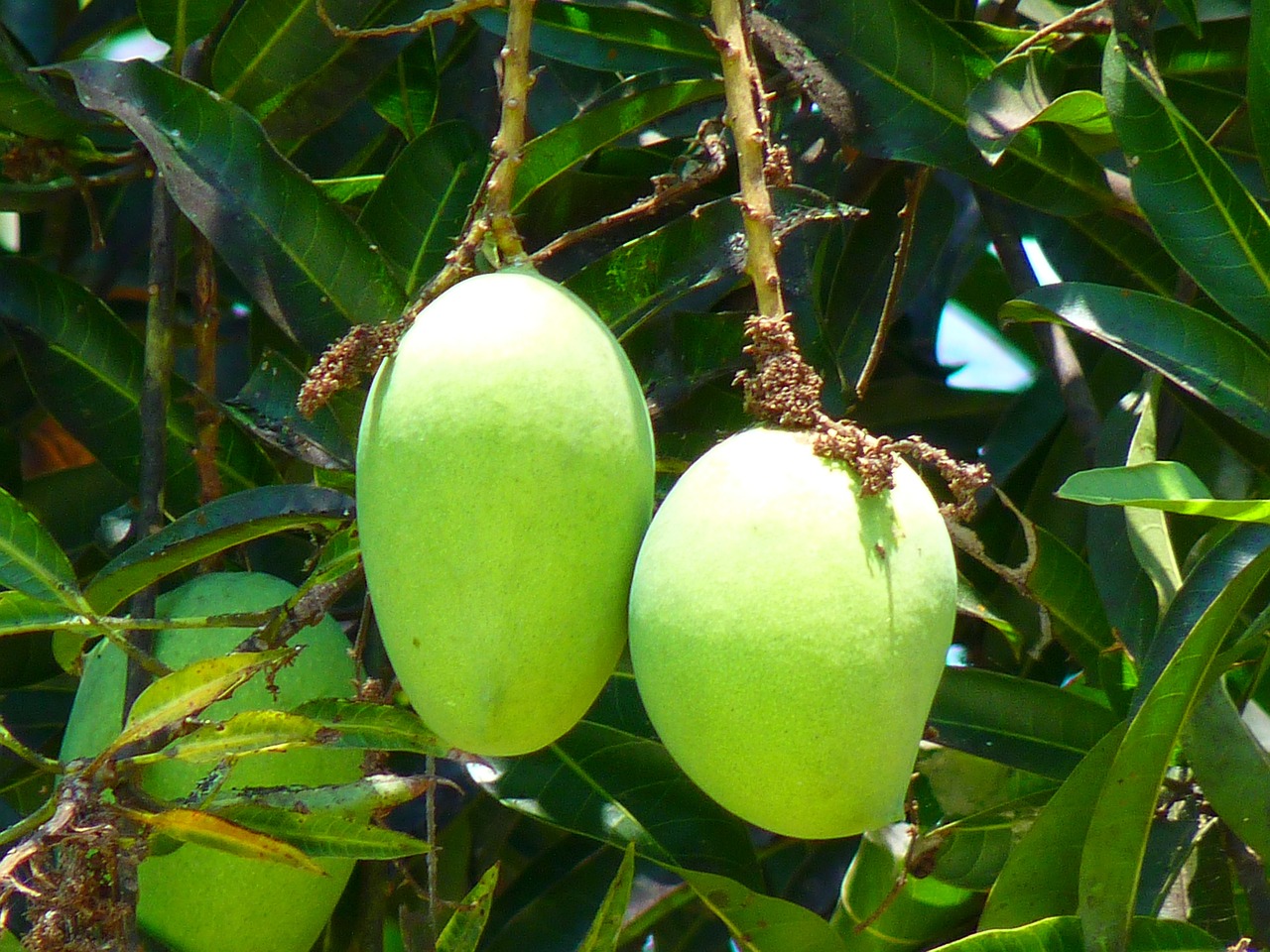 What makes Gir Kesar mangoes so special?