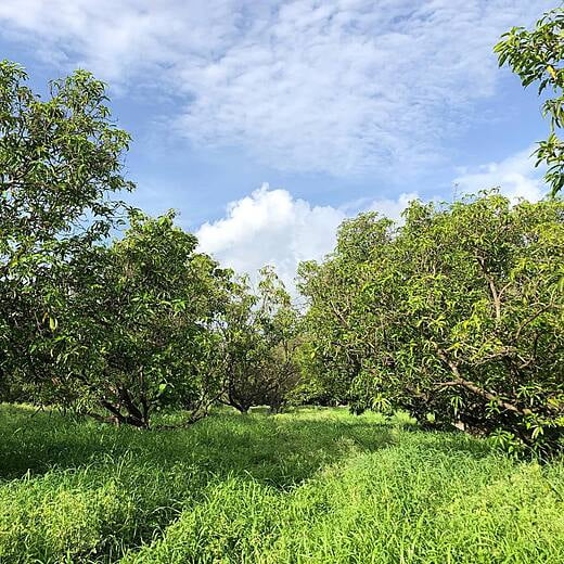 Mango Orchard in Gir