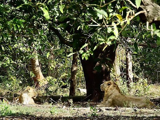 Asiatic Lions sitting under the mango tree