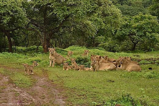 Asiatic Lions with Cubs in Gir Forest