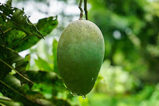 Gir Kesar hanging from the Tree