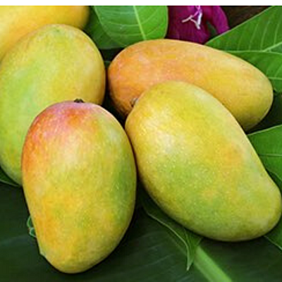 Gir Kesar - Family Class Mangoes