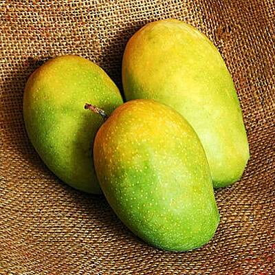 Gir Kesar - Extra Class Mangoes